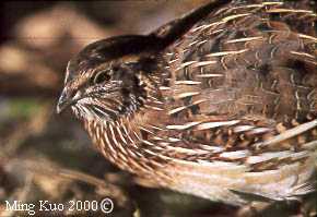 Coturnix Quail, Food Bird