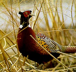 Ringneck Pheasant, Game Bird